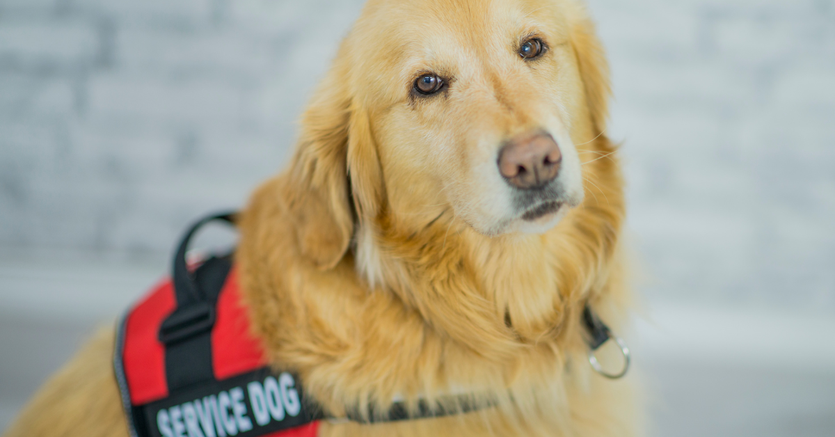Let's Talk: Beyond Companionship: How Dogs Support People To Thrive